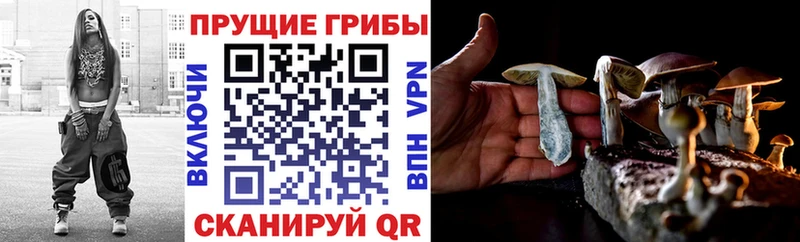 Галлюциногенные грибы Psilocybe наркошоп Высоковск
